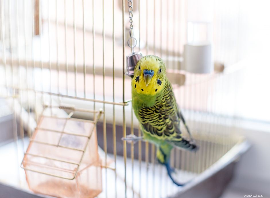 How Long Do Pet Birds Live? A Comprehensive Guide