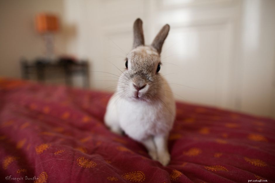 The Ultimate Guide to Bunny Proofing Your Home for Safe, Stress‑Free Living