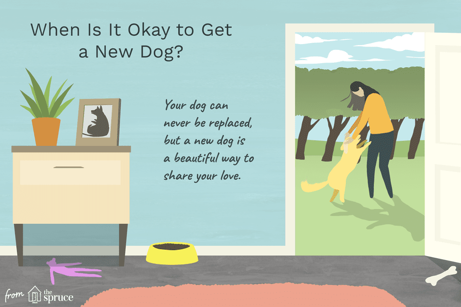 Timing Your Next Dog: When Is the Right Time After Losing a Beloved Companion?