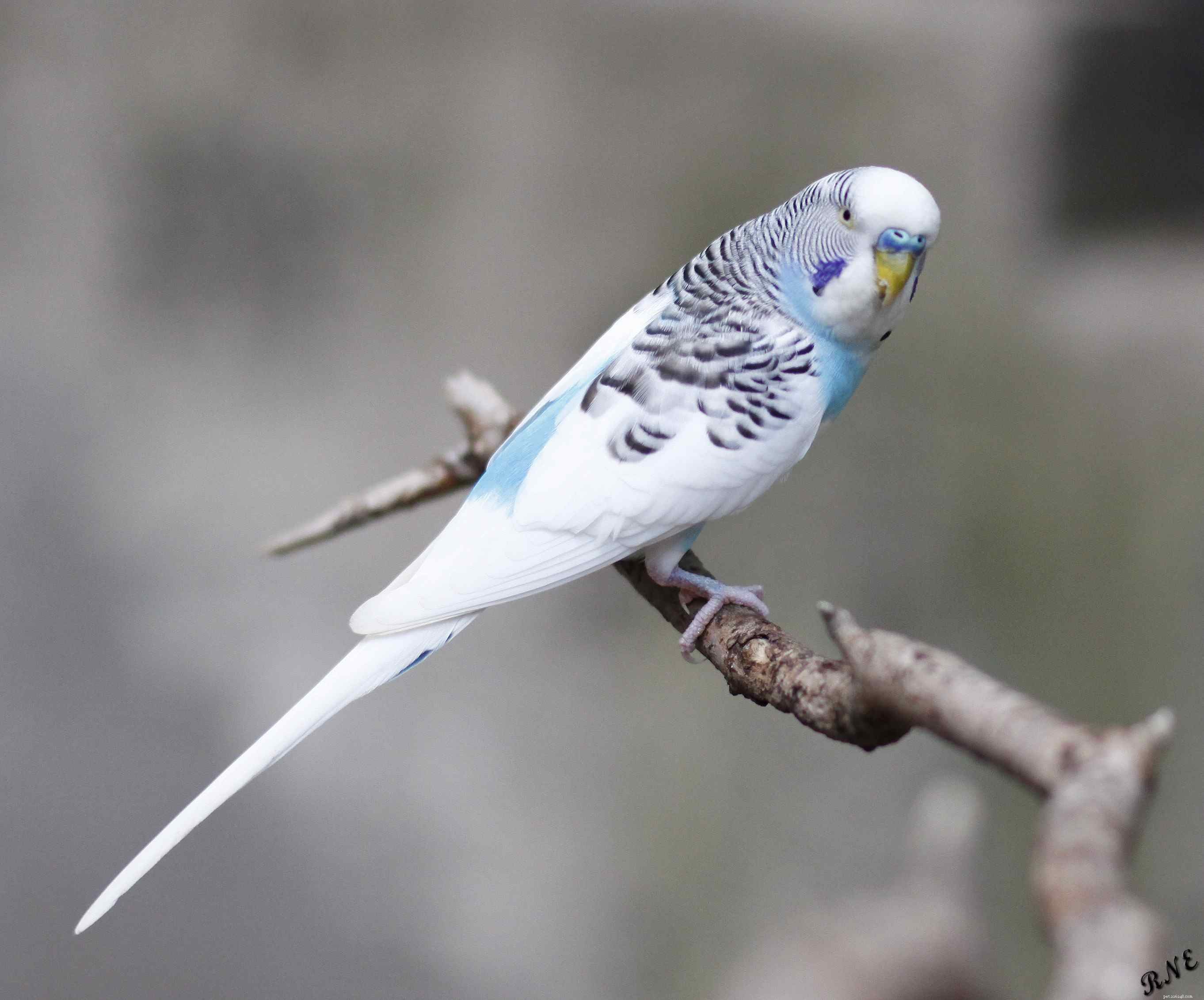 Softbill vs Hookbill Birds: Key Diet Differences for Pet Owners