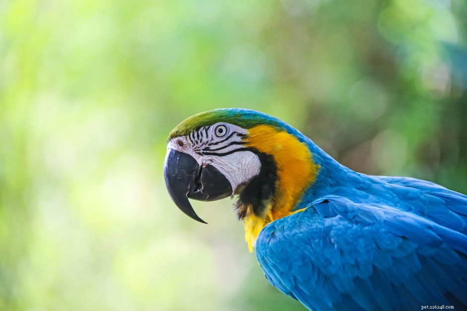 Softbill vs Hookbill Birds: Key Diet Differences for Pet Owners