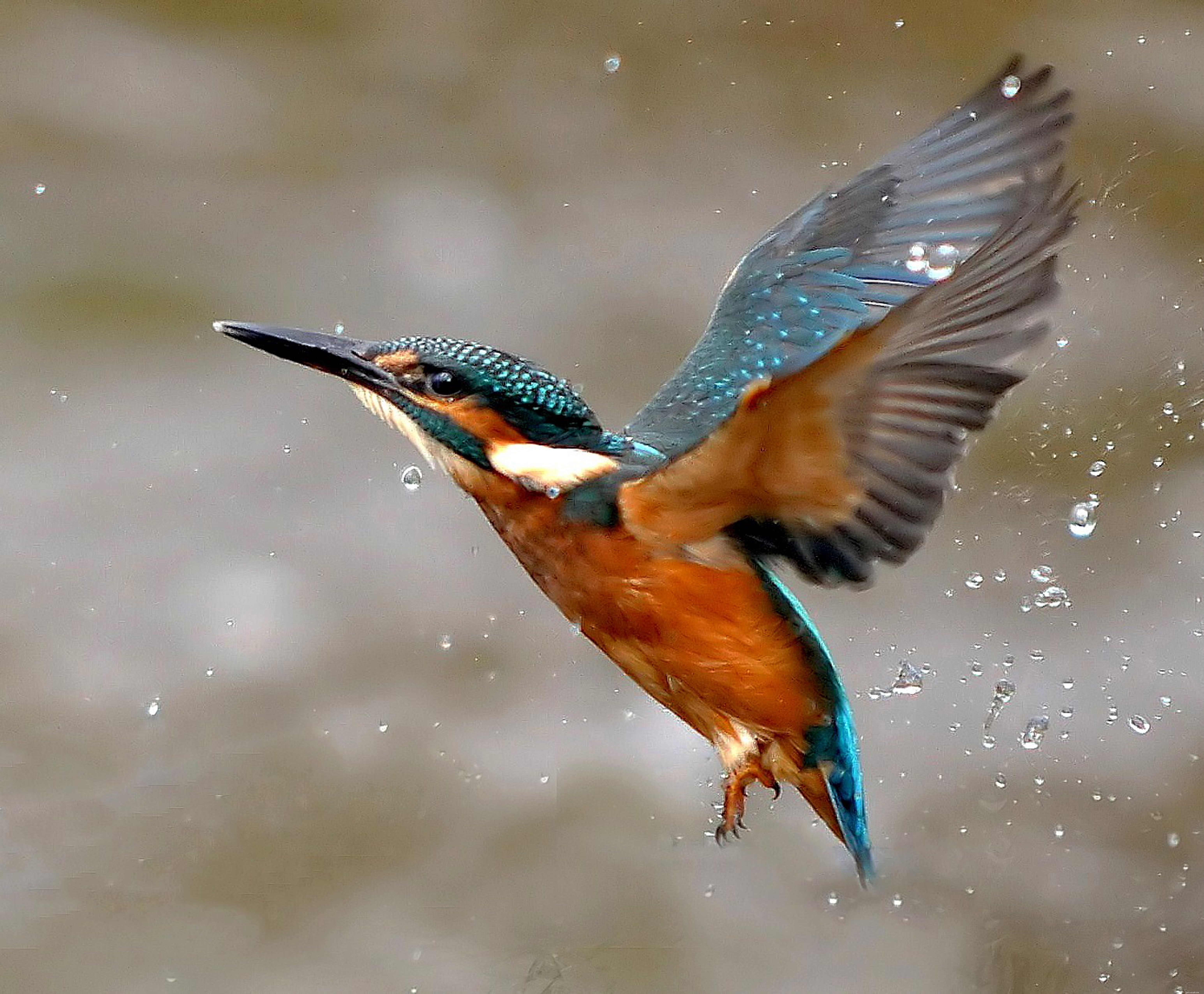 Softbill vs Hookbill Birds: Key Diet Differences for Pet Owners