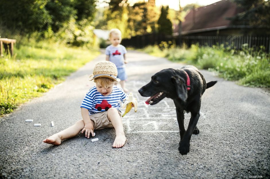 Bananas for Dogs: Safe, Nutritious, and Easy to Share