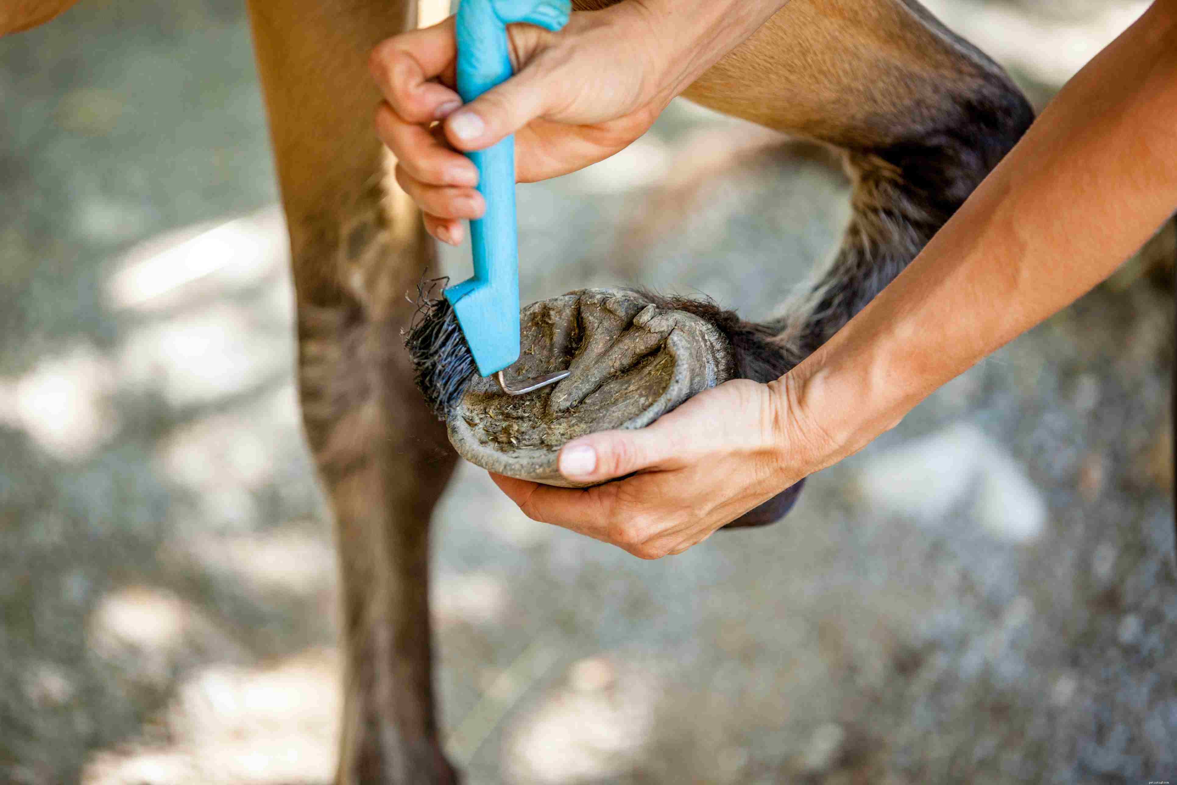 Must‑Have Horse Care Essentials for Every Owner
