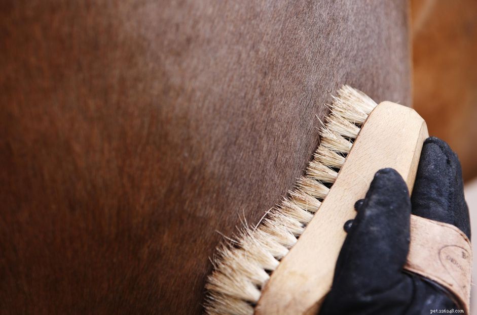 Must‑Have Horse Care Essentials for Every Owner