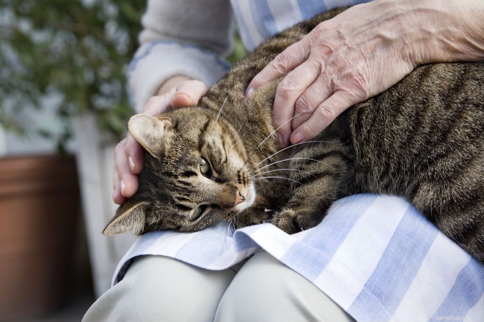 Senior Cat Behavior & Senility: Recognizing Feline Cognitive Dysfunction