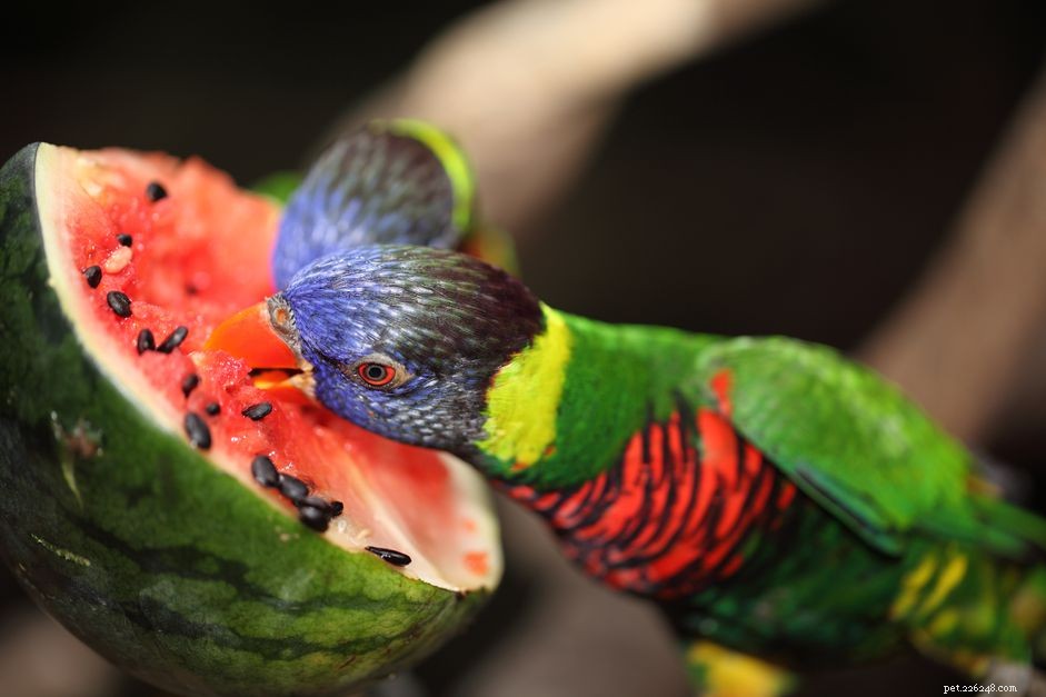 Top Vitamin-Rich Foods to Keep Your Pet Bird Healthy and Vibrant