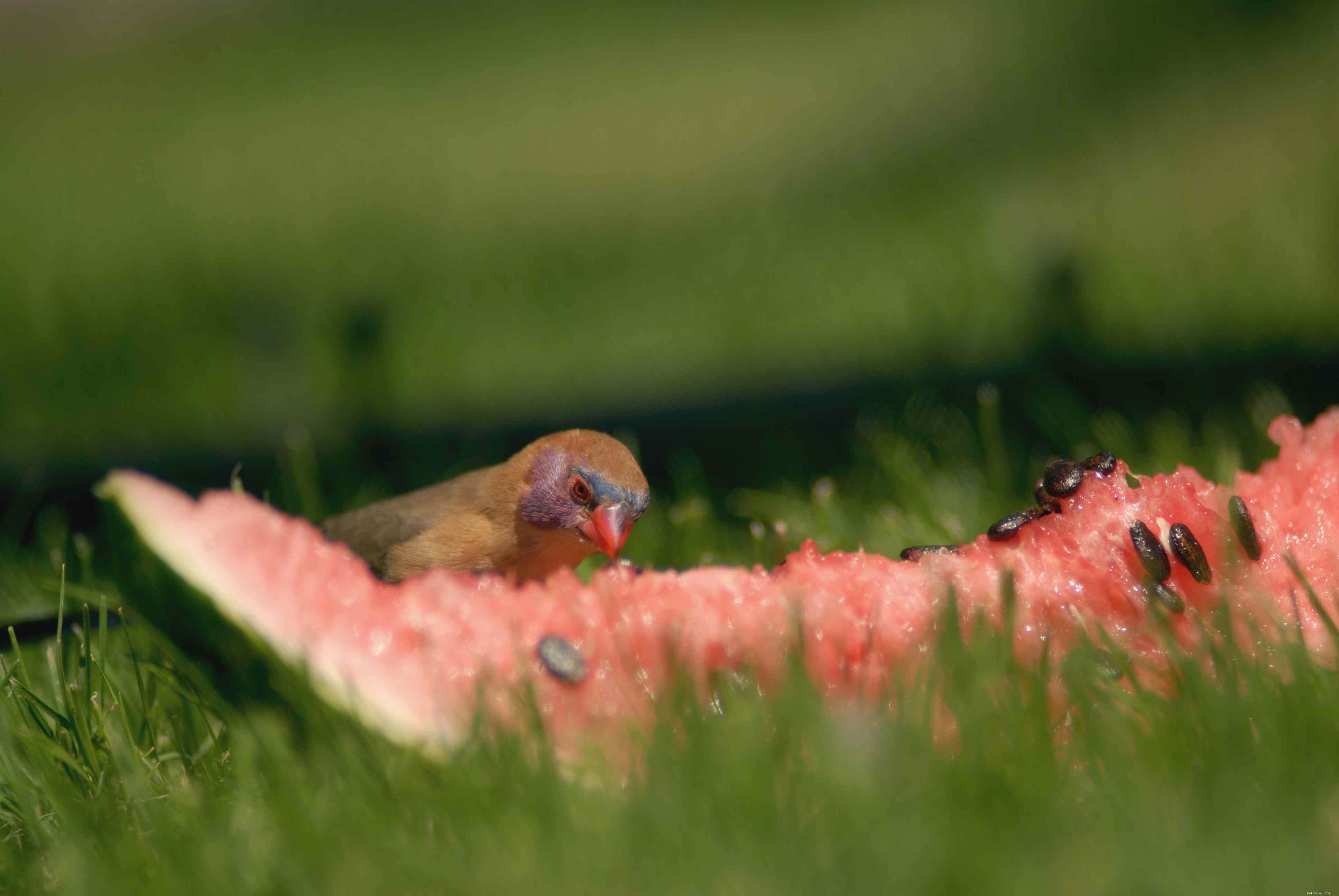 Top Vitamin-Rich Foods to Keep Your Pet Bird Healthy and Vibrant