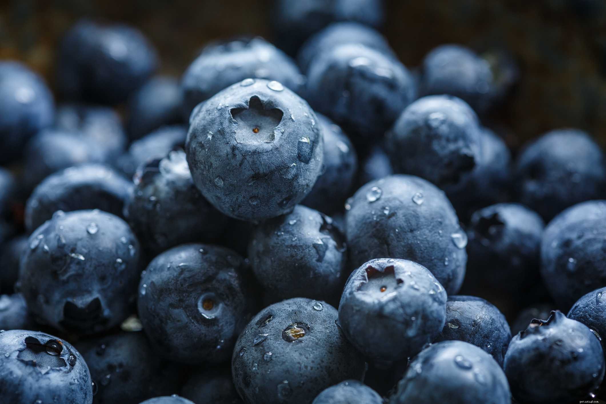Top Vitamin-Rich Foods to Keep Your Pet Bird Healthy and Vibrant
