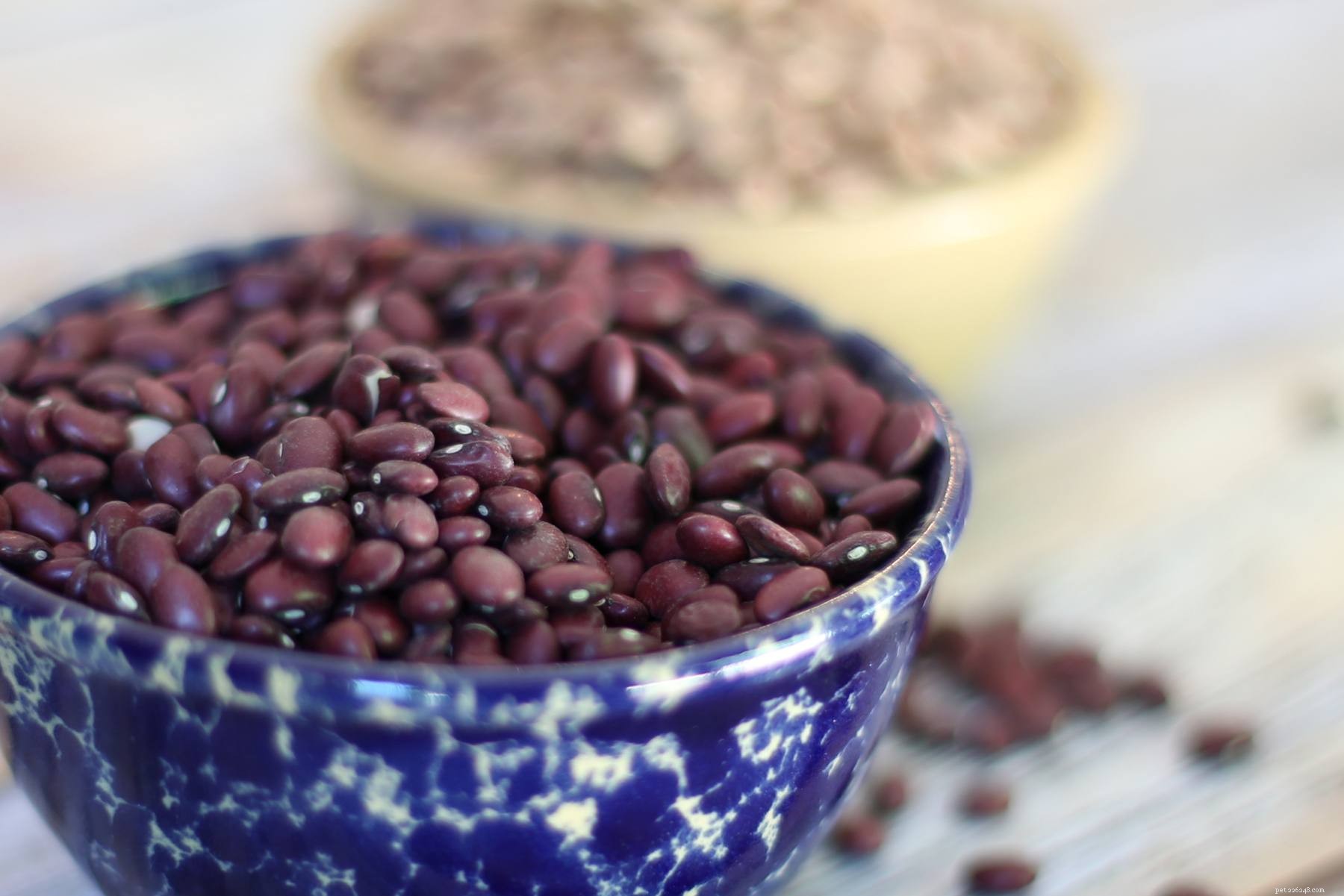 Top Vitamin-Rich Foods to Keep Your Pet Bird Healthy and Vibrant