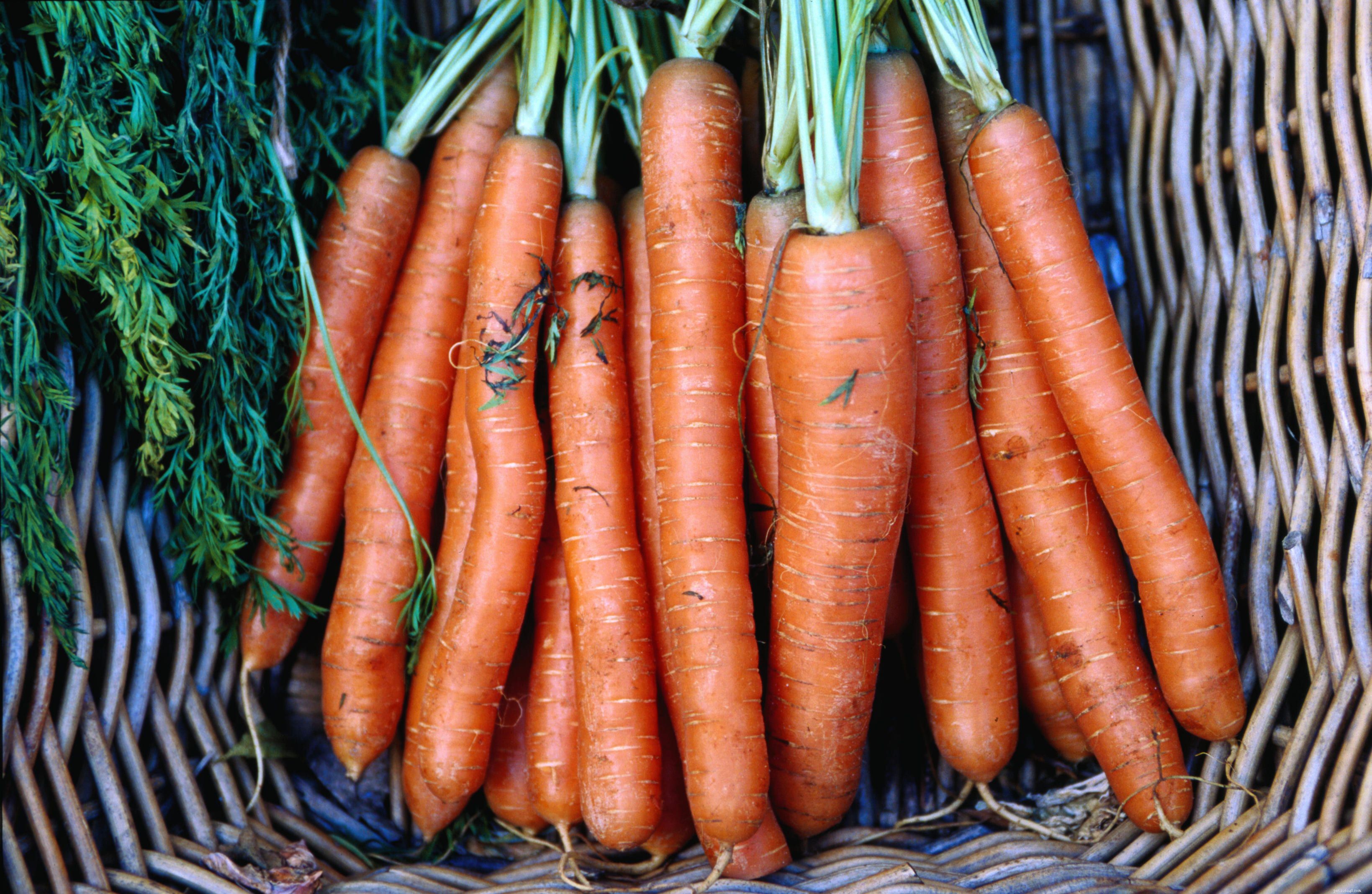 Top Vitamin-Rich Foods to Keep Your Pet Bird Healthy and Vibrant