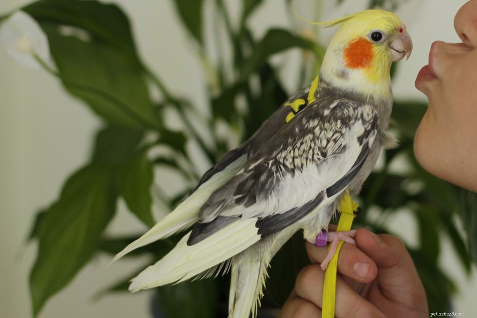Teach Your New Bird Its Name: A Step‑by‑Step Guide