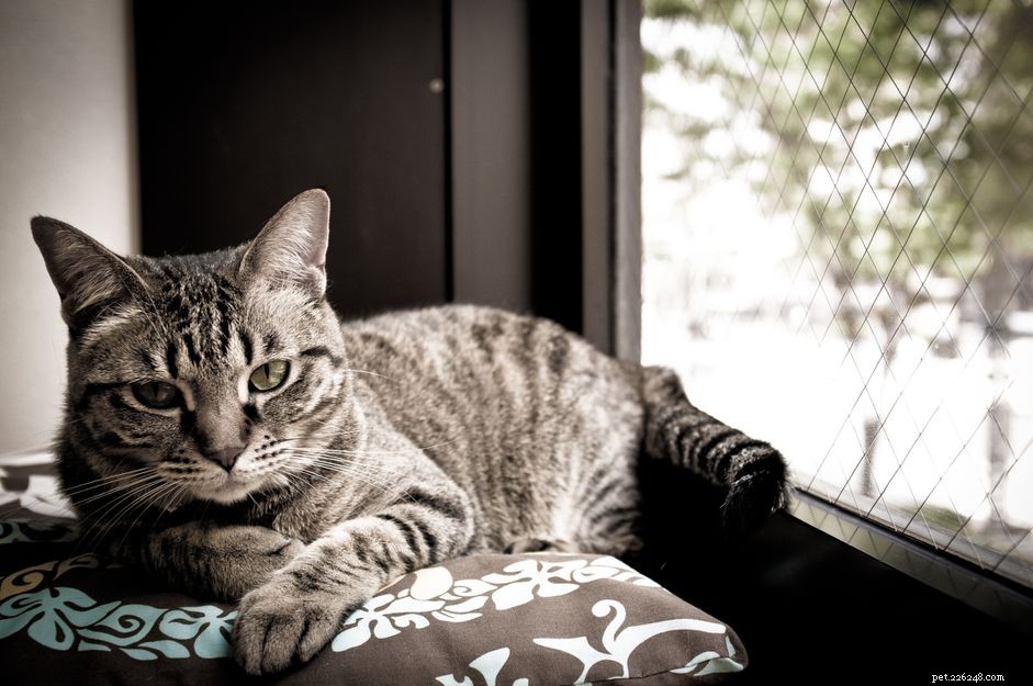 Understanding Cat Arthritis: Causes, Symptoms, and Early Detection