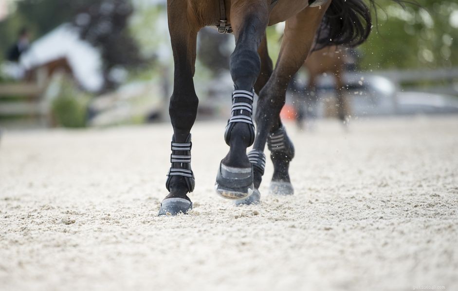 Essential Protective Leg Boots for Horse Performance and Safety