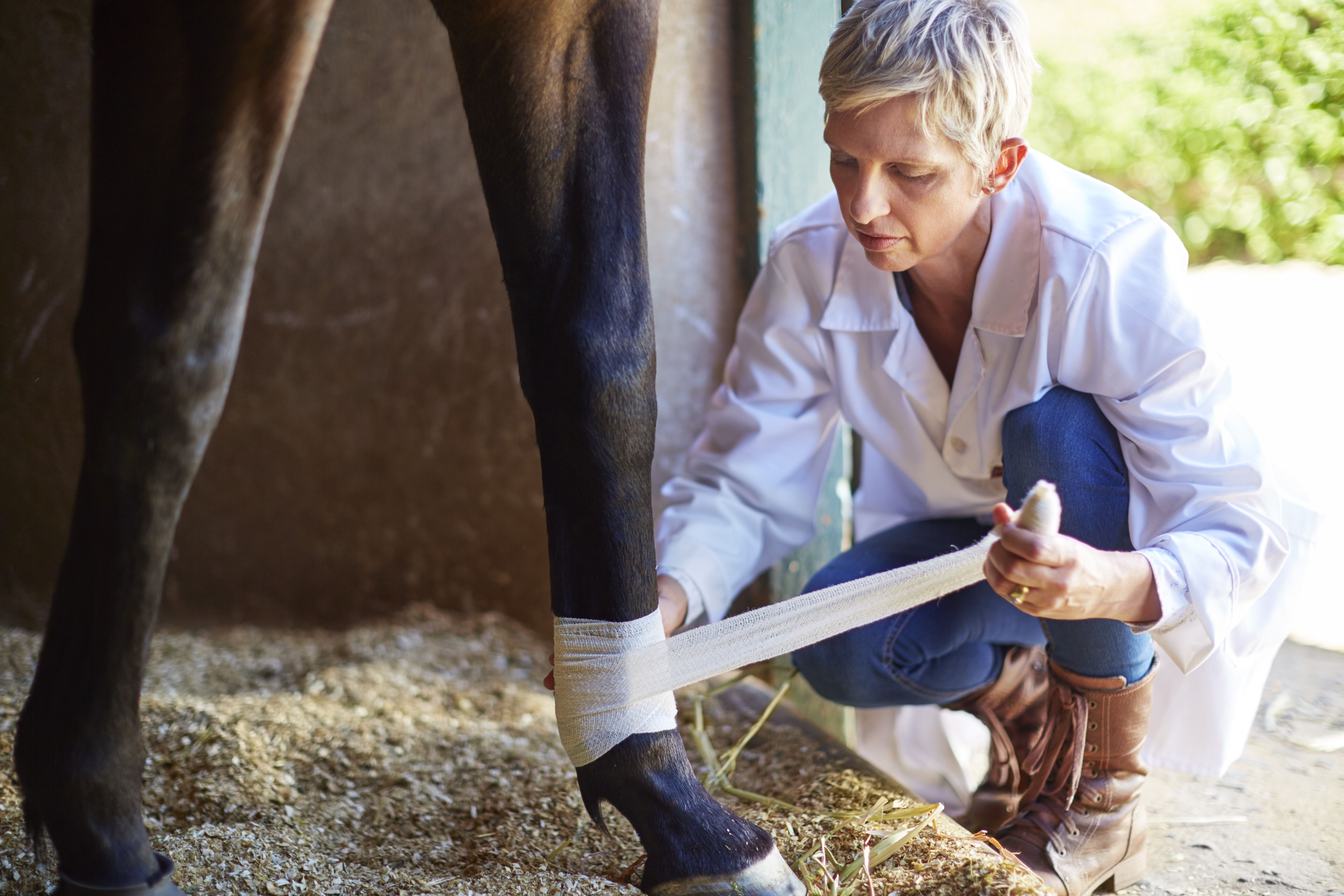 Essential Protective Leg Boots for Horse Performance and Safety