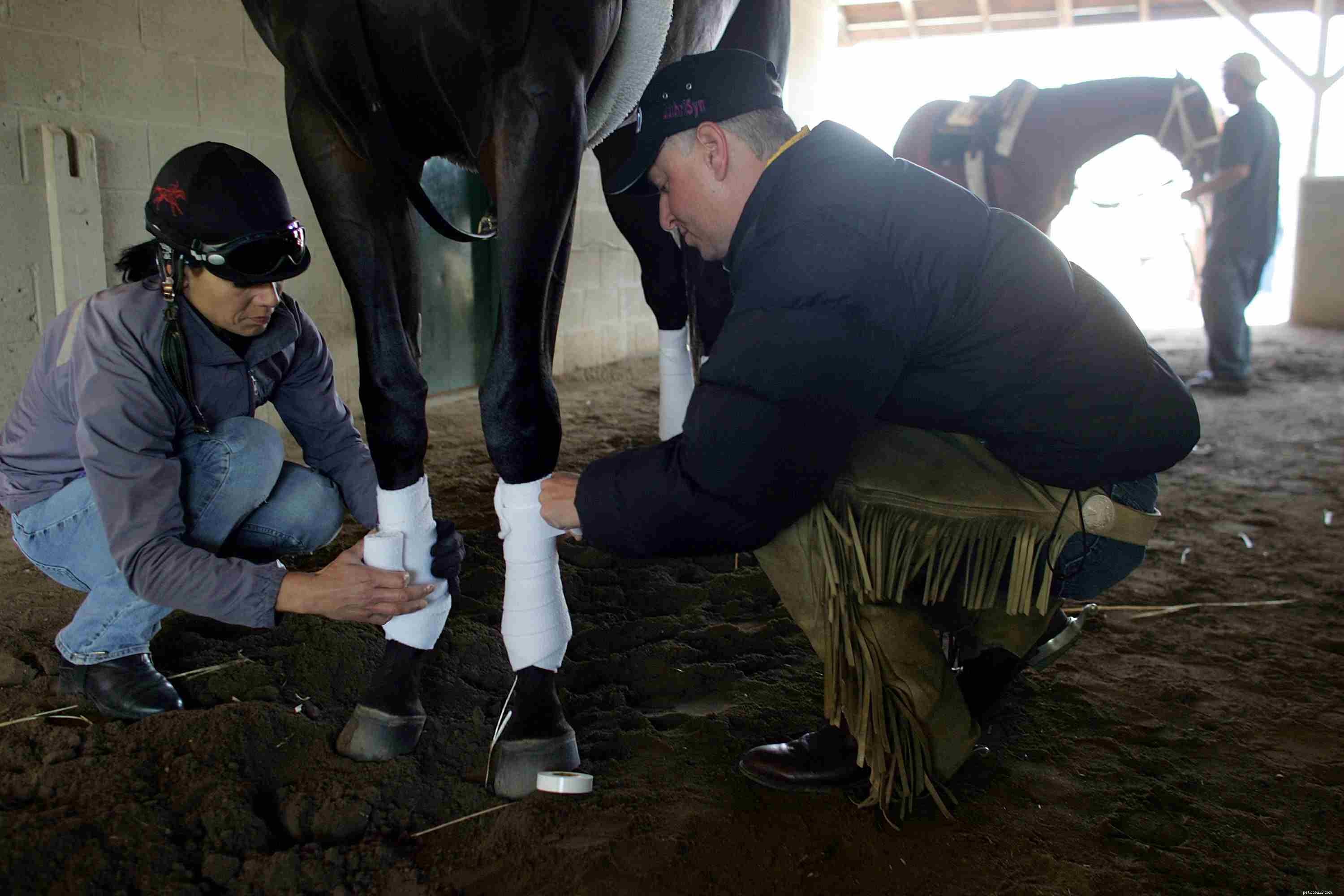 Essential Protective Leg Boots for Horse Performance and Safety