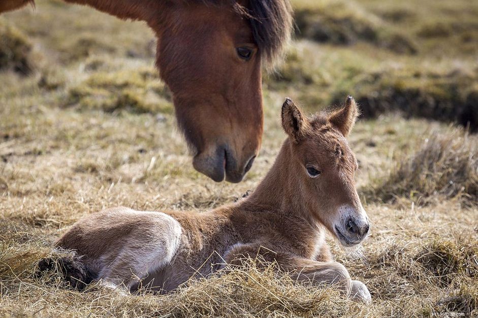 Understanding Equine and Human Age Conversion: A Reliable Guide