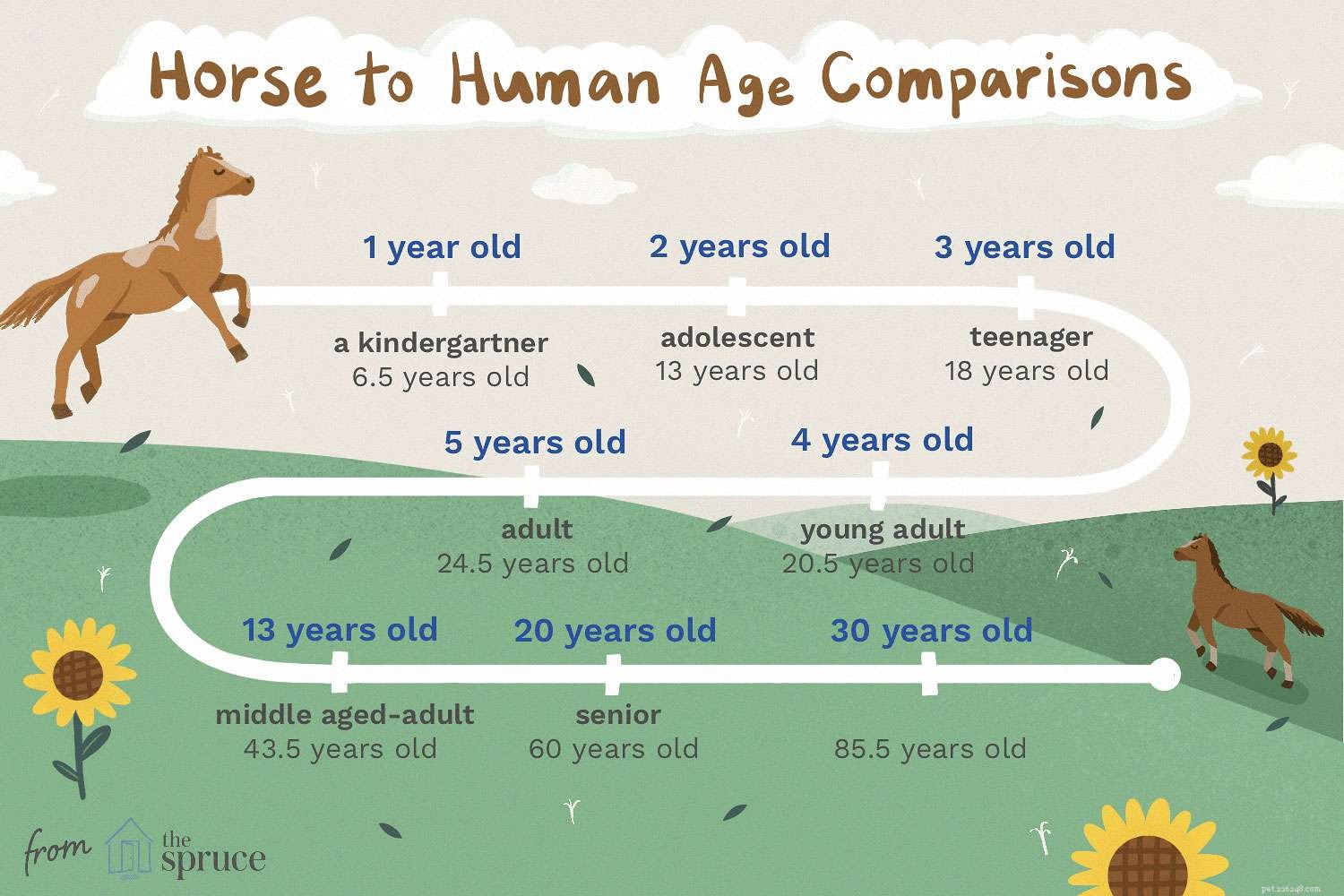 Understanding Equine and Human Age Conversion: A Reliable Guide