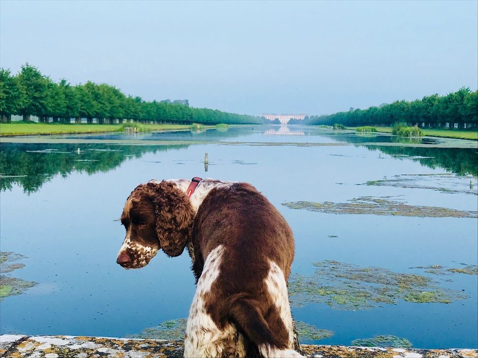 Protect Your Dog from Harmful Blue‑Green Algae: Risks and Prevention Tips