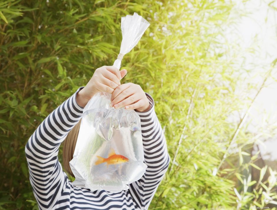 How to Safely Introduce New Fish to Your Aquarium: A Step‑by‑Step Guide