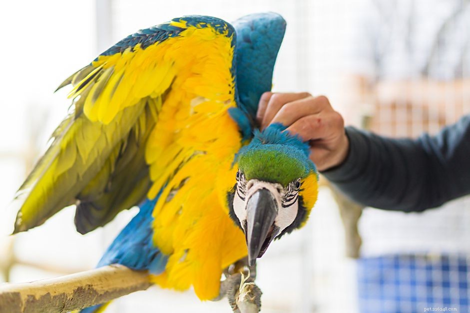 Train Your Bird to Be Friendly: Proven Tips for a Sociable Companion