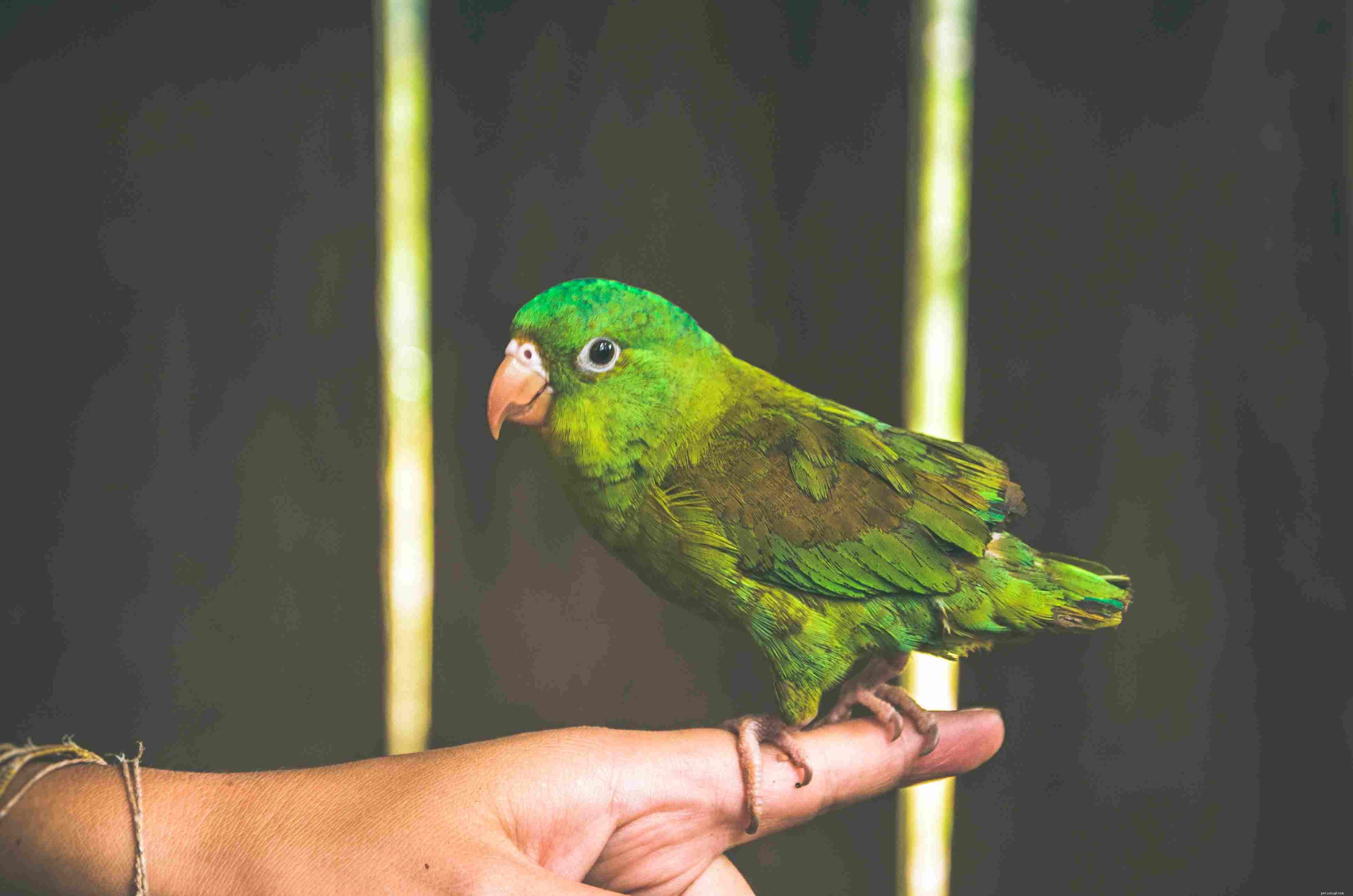 Train Your Bird to Be Friendly: Proven Tips for a Sociable Companion