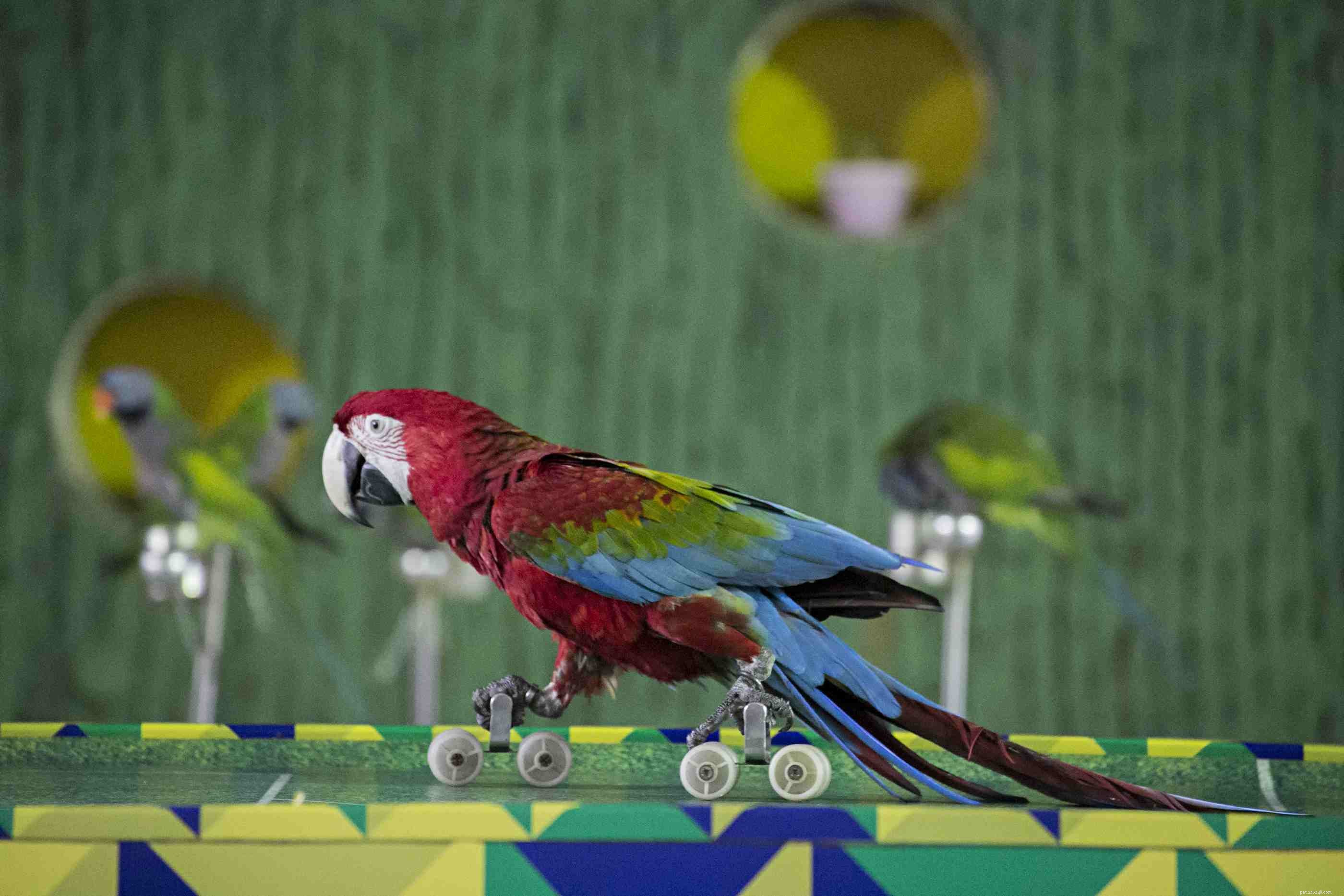 Train Your Bird to Be Friendly: Proven Tips for a Sociable Companion