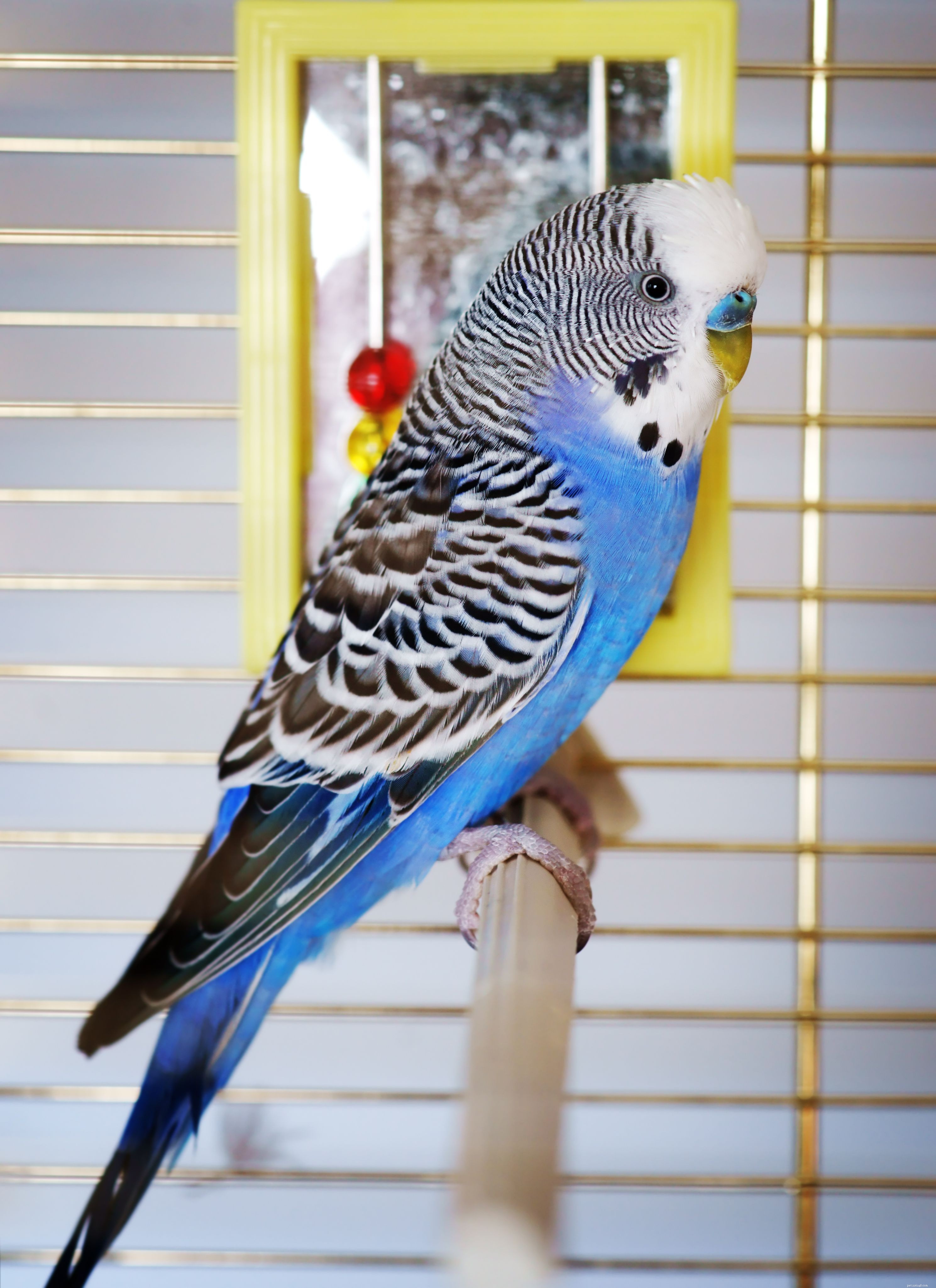 Train Your Bird to Be Friendly: Proven Tips for a Sociable Companion
