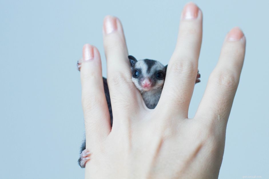 Understanding Sugar Glider Behavior: Tips for Caring for Your Pet