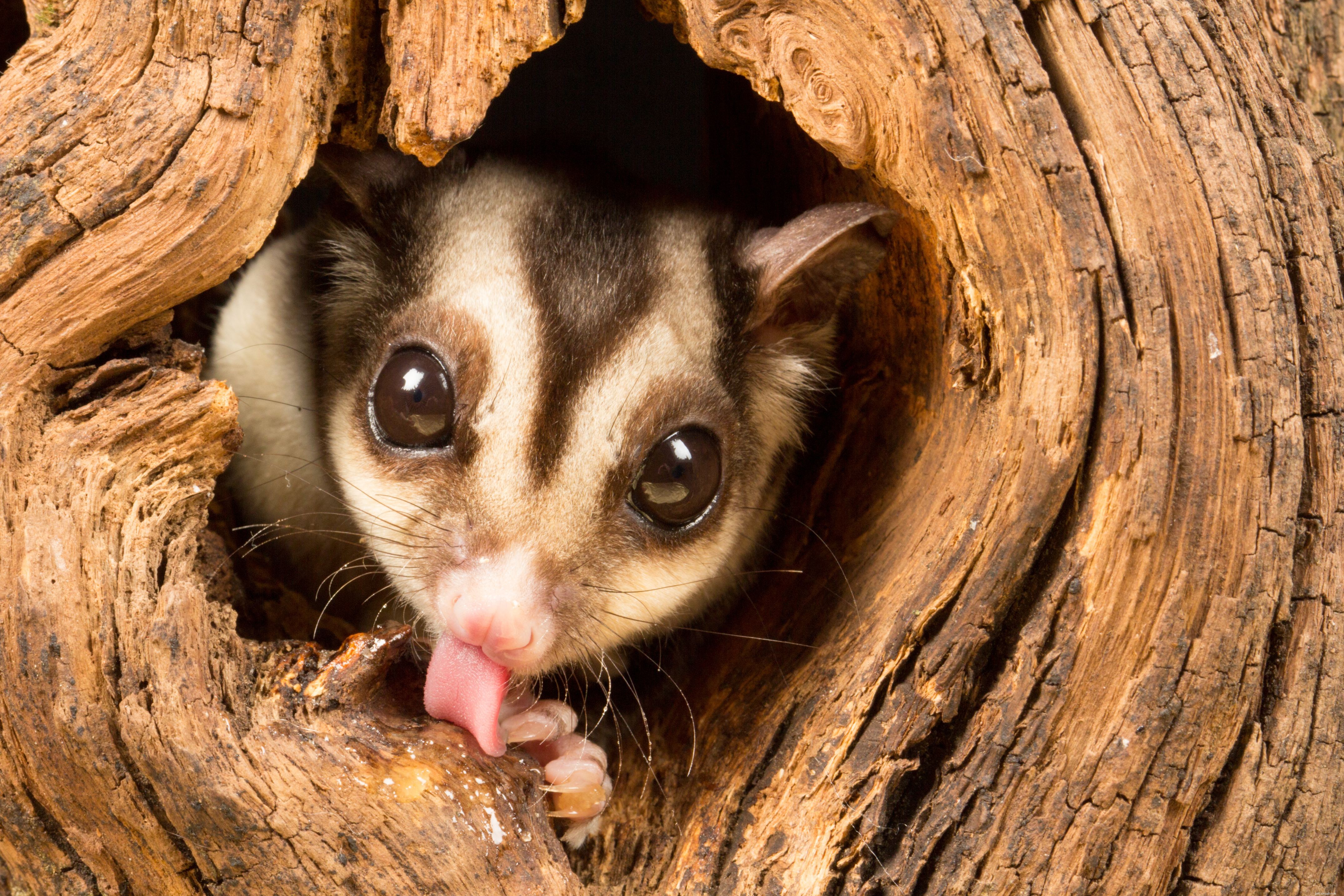 Understanding Sugar Glider Behavior: Tips for Caring for Your Pet