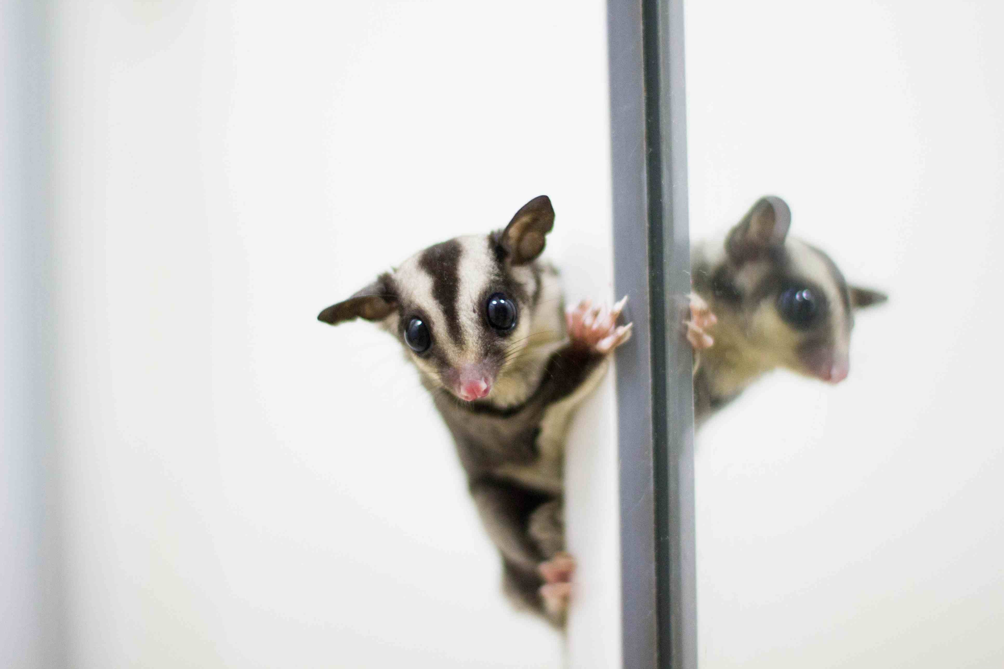 Understanding Sugar Glider Behavior: Tips for Caring for Your Pet