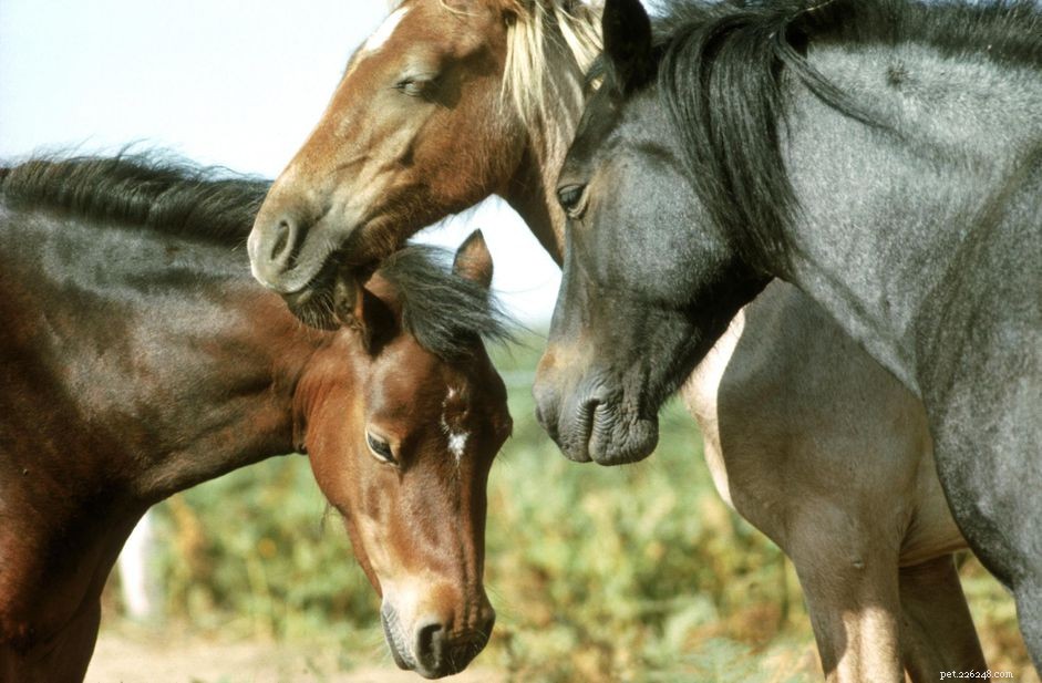 Understanding Horse Sleep Patterns: What Every Owner Should Know