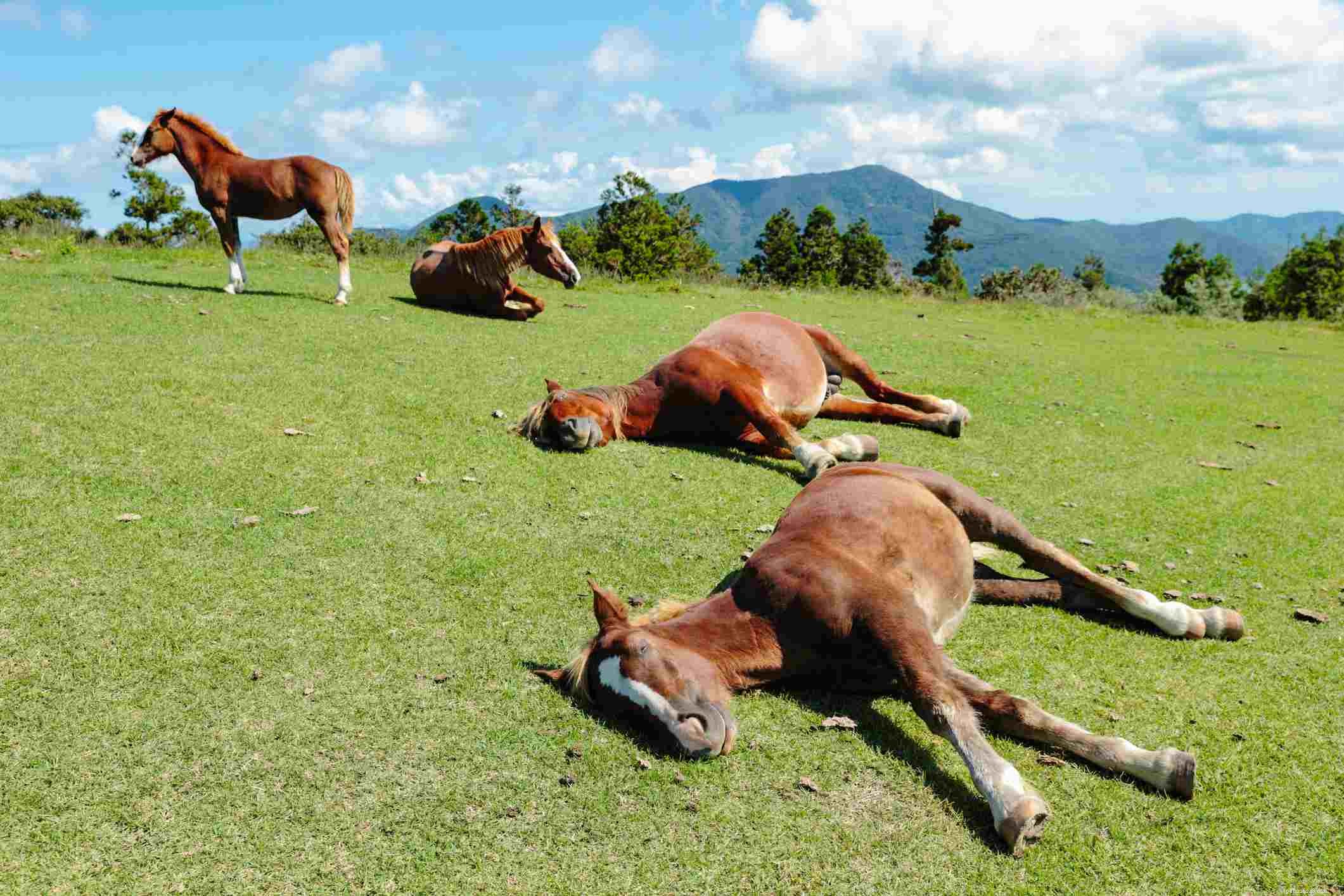 Understanding Horse Sleep Patterns: What Every Owner Should Know