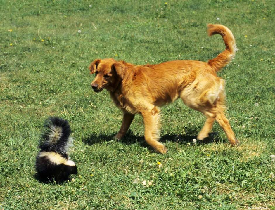 How to Safely Eliminate Skunk Smell from Your Dog