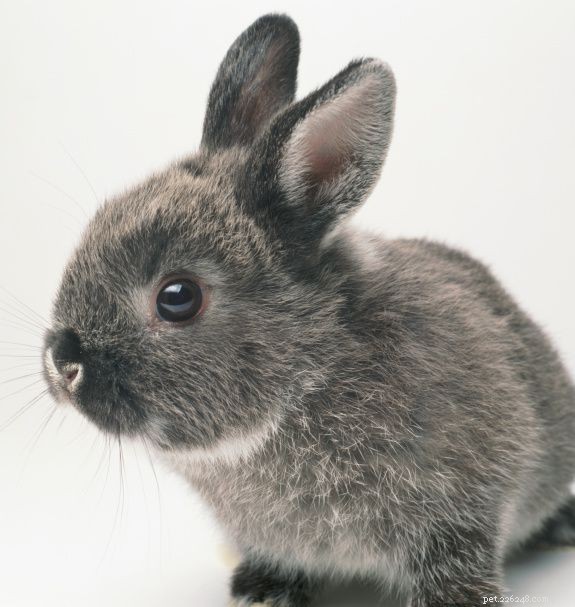 Comprehensive Rabbit Care Guide: Health, Habits & Long-Term Happiness