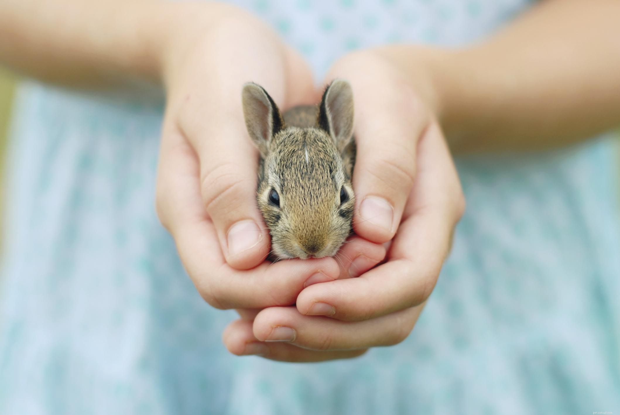 Comprehensive Rabbit Care Guide: Health, Habits & Long-Term Happiness