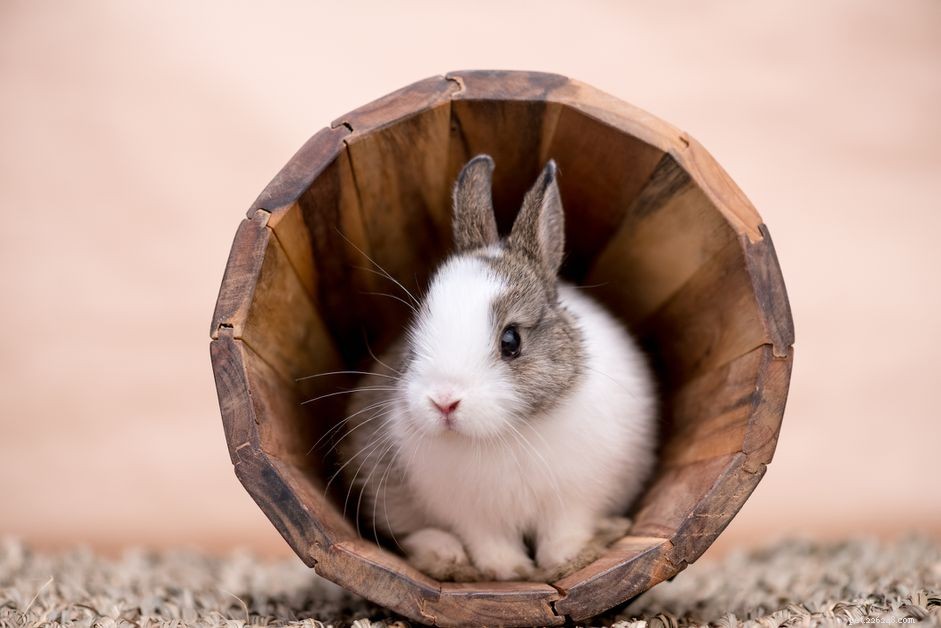 Comprehensive Rabbit Care Guide: Health, Habits & Long-Term Happiness