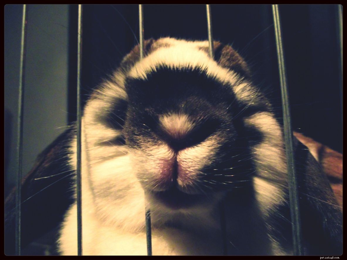 Comprehensive Rabbit Care Guide: Health, Habits & Long-Term Happiness