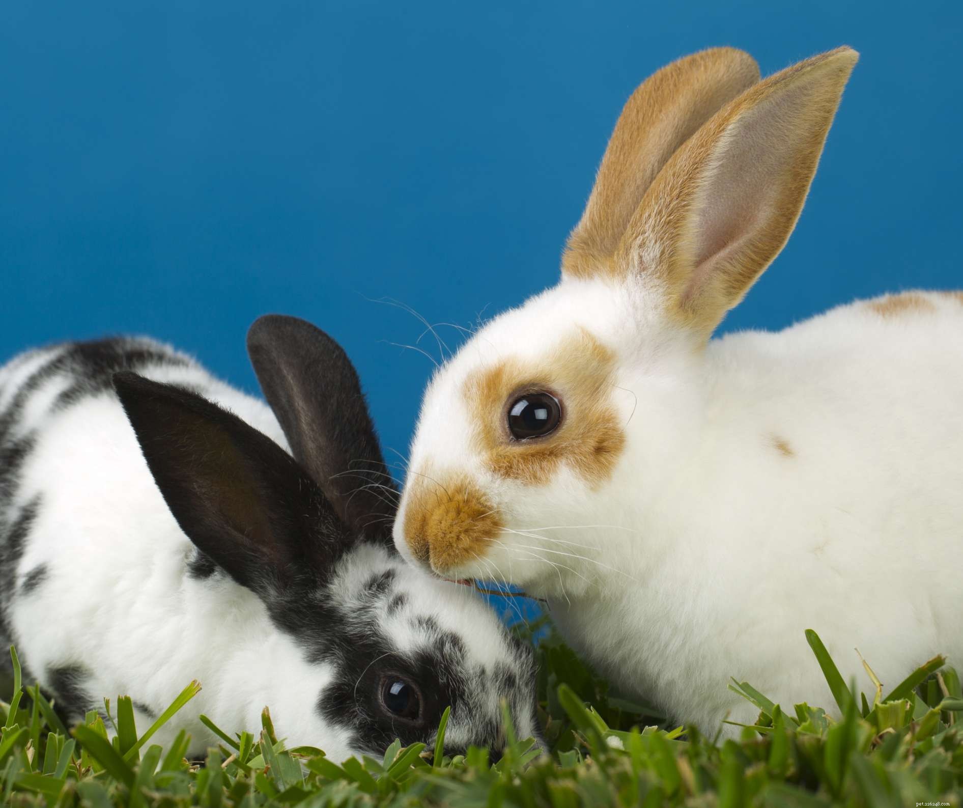 Comprehensive Rabbit Care Guide: Health, Habits & Long-Term Happiness
