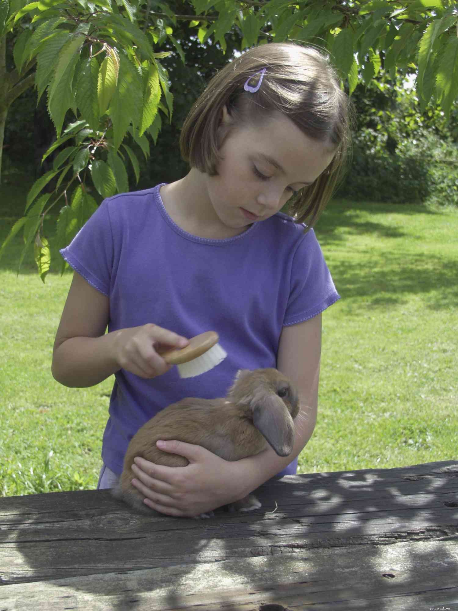 Comprehensive Rabbit Care Guide: Health, Habits & Long-Term Happiness