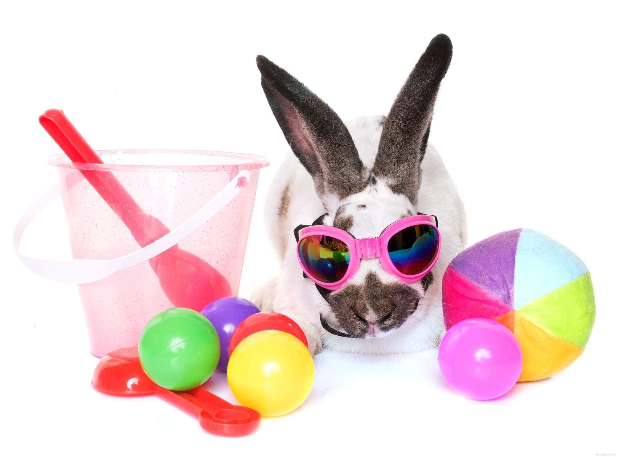 Comprehensive Rabbit Care Guide: Health, Habits & Long-Term Happiness