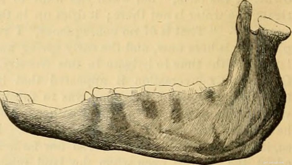 Horse Dental Anatomy: From Incisors to Molars