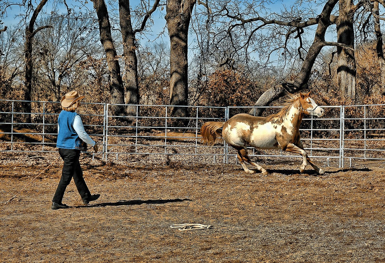 Building a Strong Bond With Your New Horse: Expert Tips