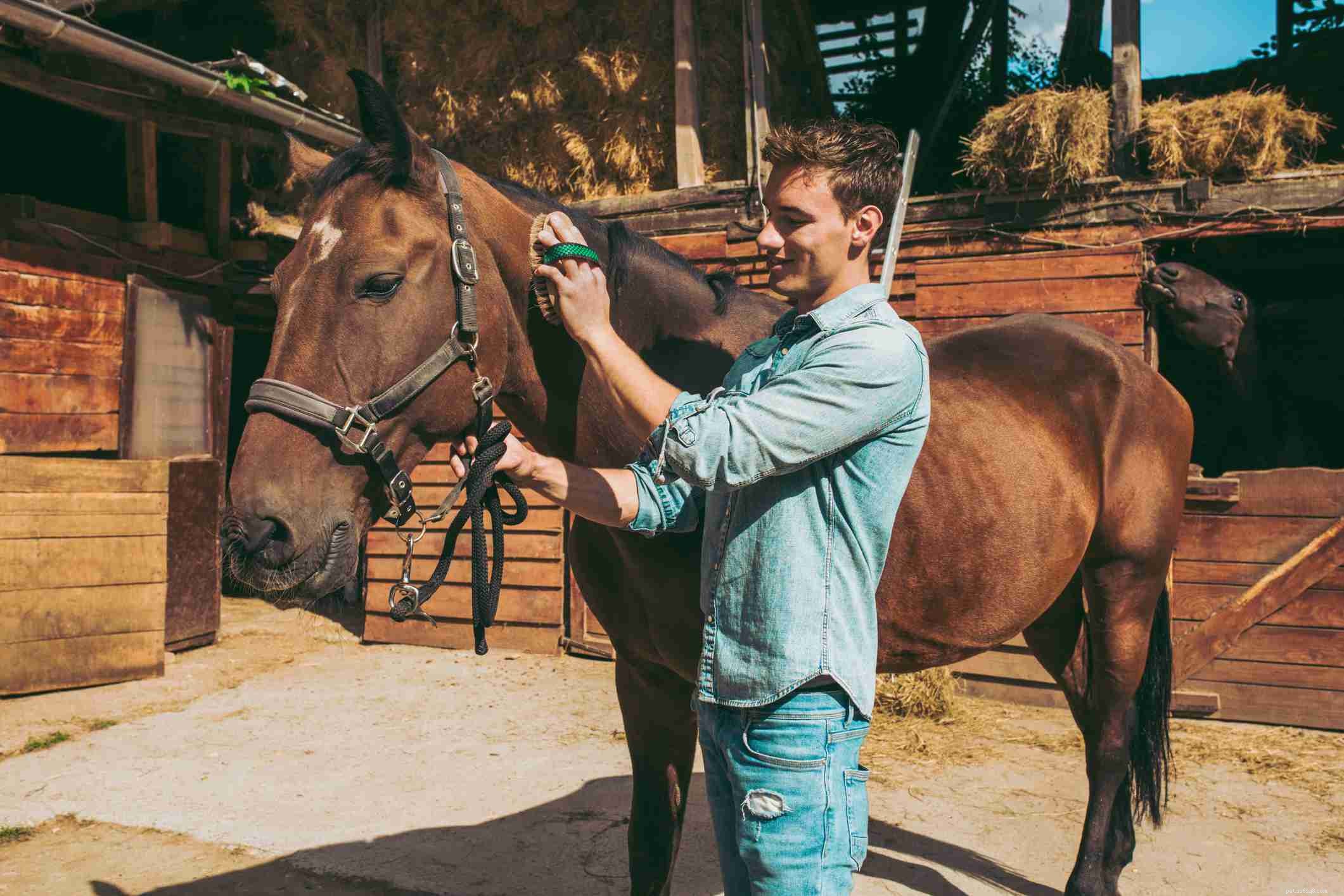 Building a Strong Bond With Your New Horse: Expert Tips