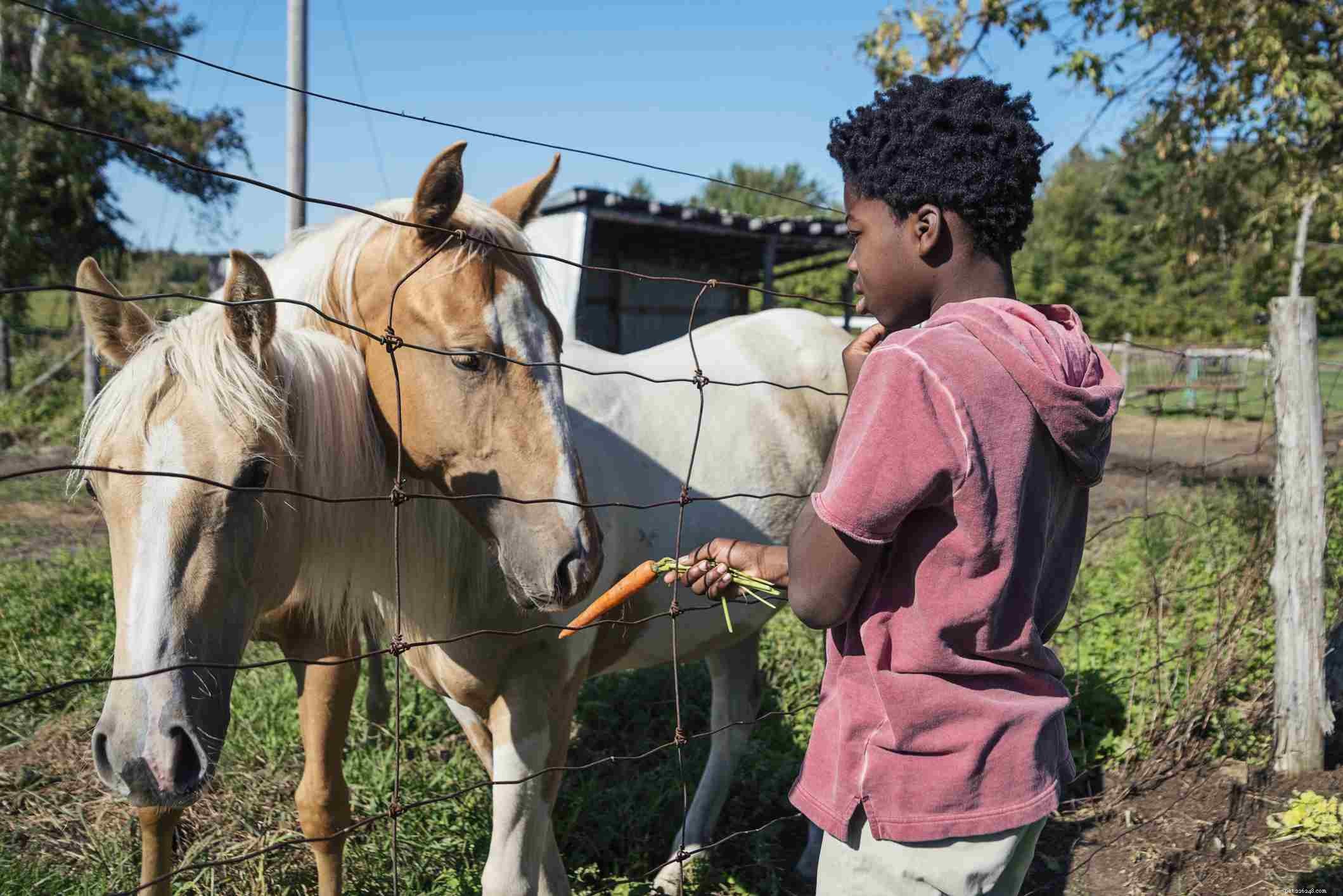 Building a Strong Bond With Your New Horse: Expert Tips