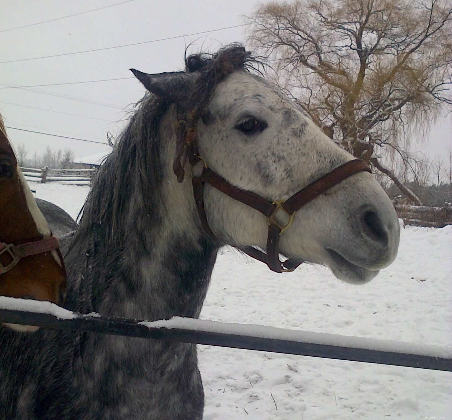 Building a Strong Bond With Your New Horse: Expert Tips