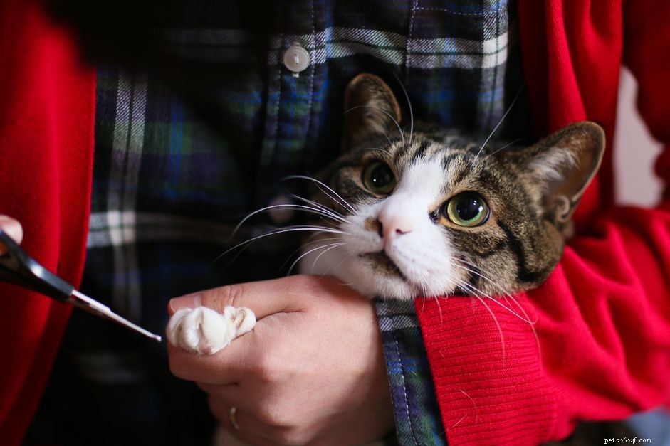 Professional Guide: Safely Trim Your Cat’s Nails
