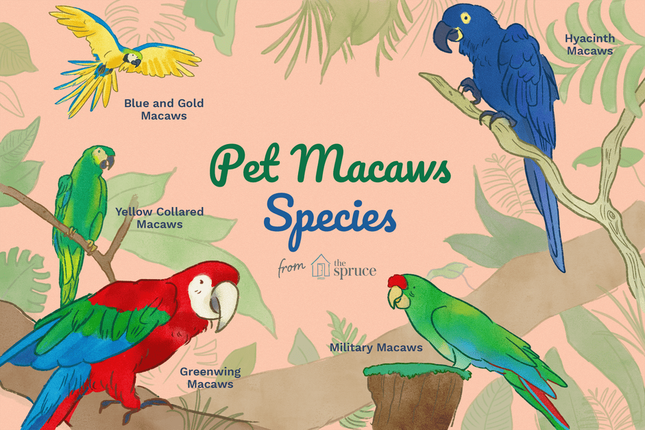Top Macaw Species for Pet Owners: A Guide to Choosing the Perfect Companion