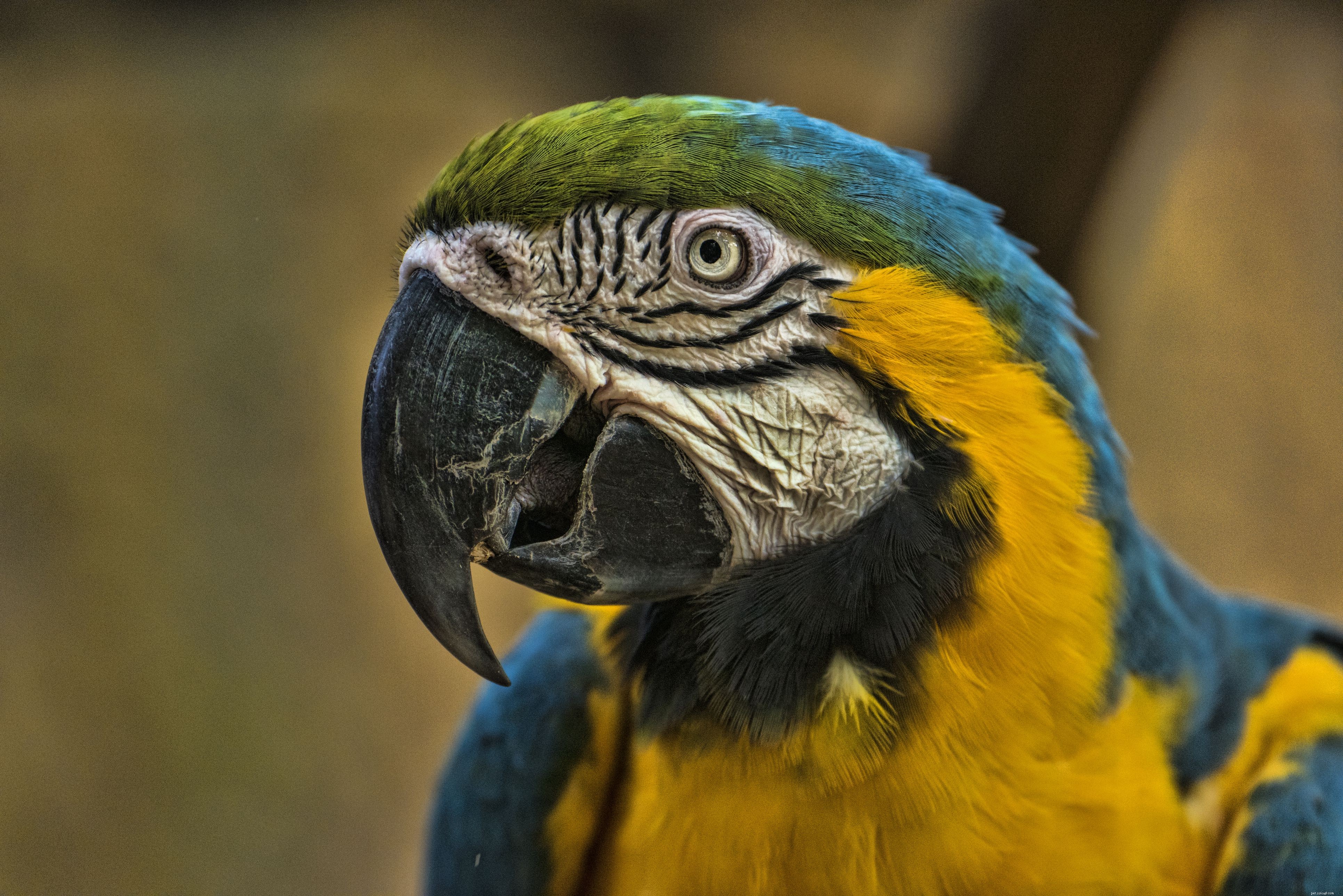 Top Macaw Species for Pet Owners: A Guide to Choosing the Perfect Companion