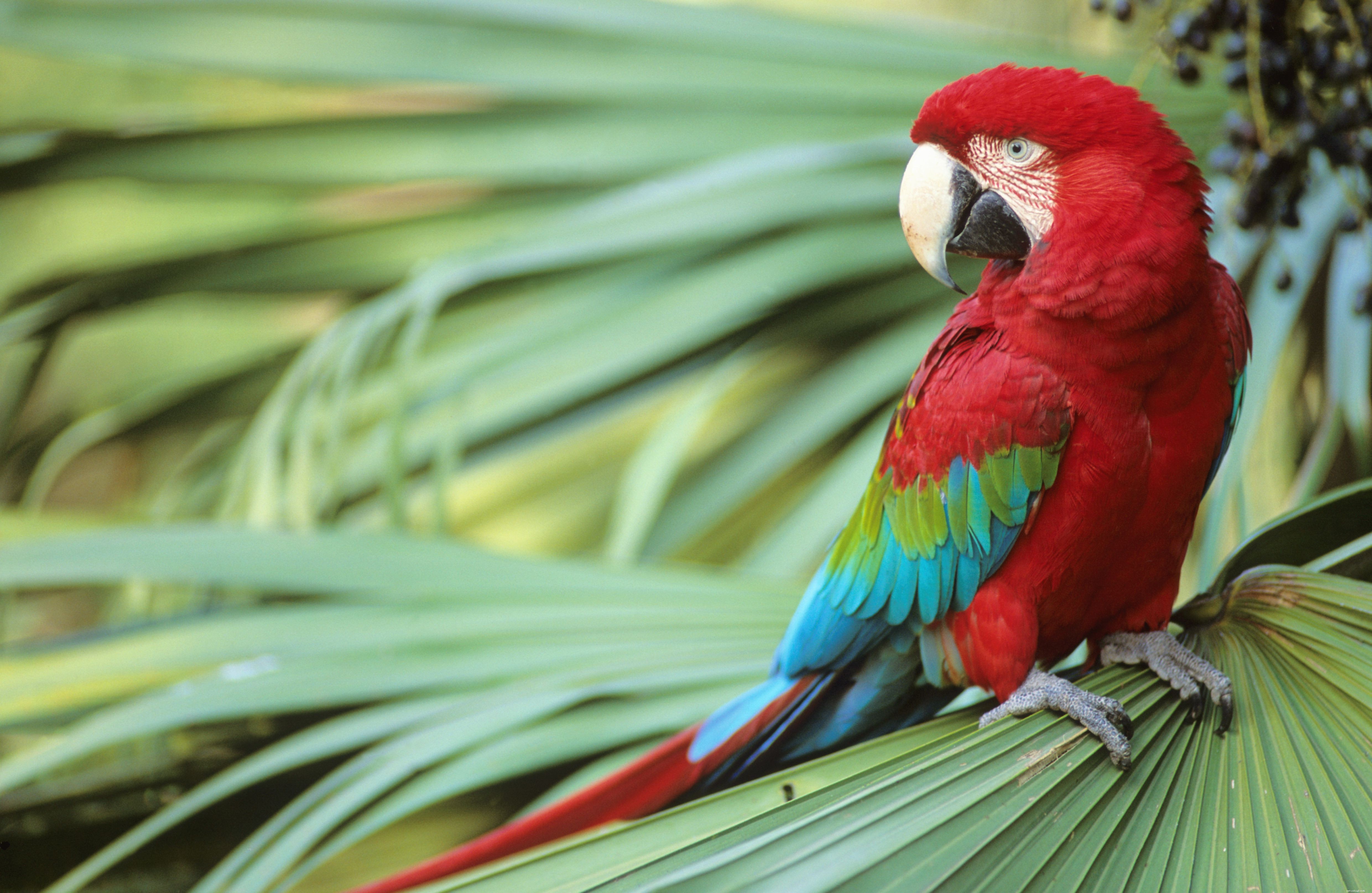 Top Macaw Species for Pet Owners: A Guide to Choosing the Perfect Companion